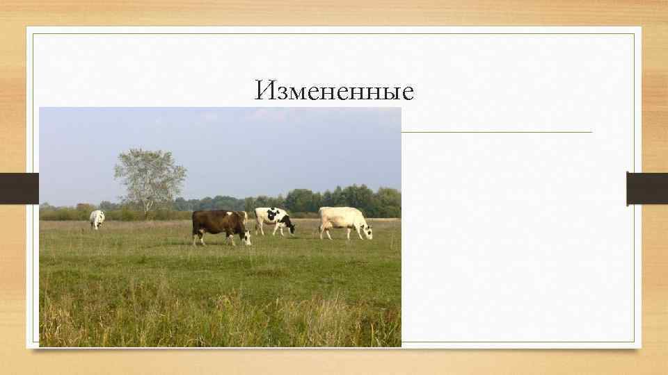 Измененные 