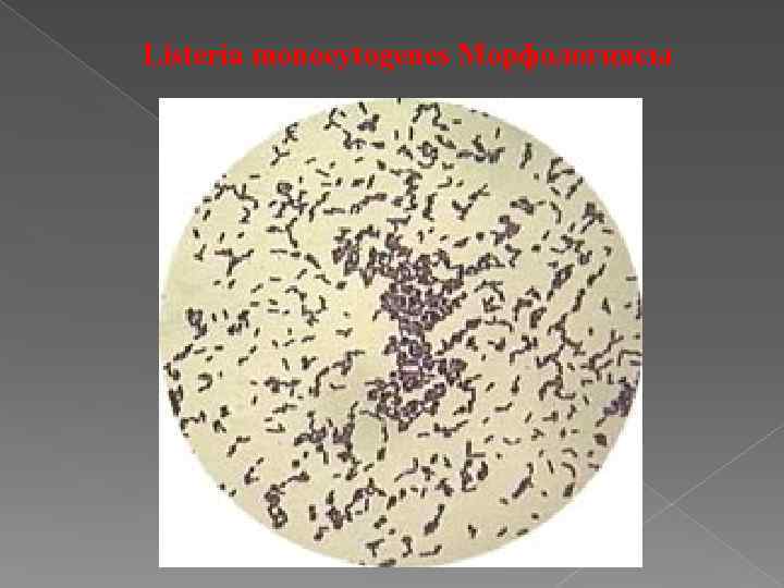 Listeria monocytogenes Морфологиясы 