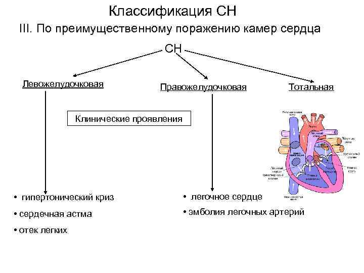 Классификация СН III. По преимущественному поражению камер сердца СН Левожелудочковая Правожелудочковая Тотальная Клинические проявления