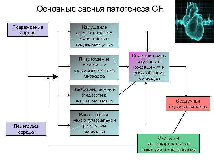 Функциональные сердечно сосудистые расстройства