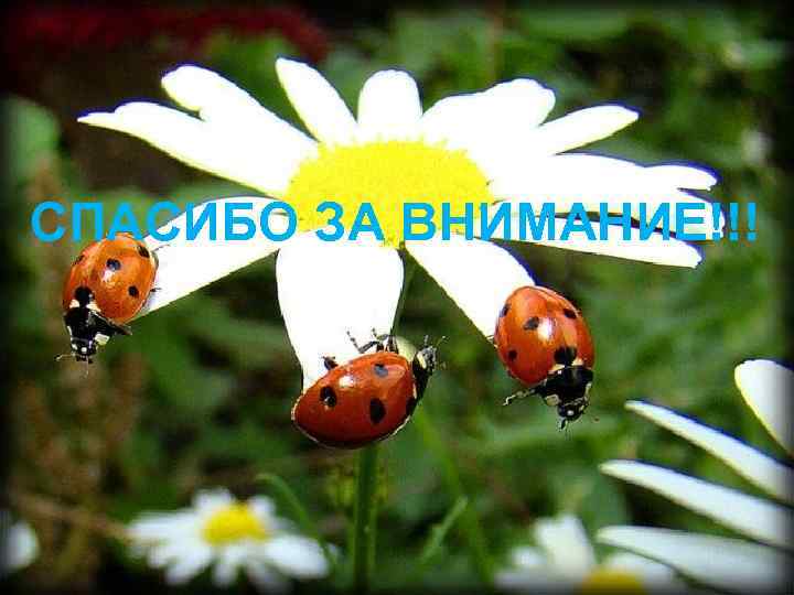 СПАСИБО ЗА ВНИМАНИЕ!!! 