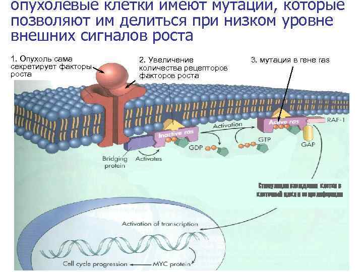 опухолевые клетки имеют мутации, которые позволяют им делиться при низком уровне внешних сигналов роста
