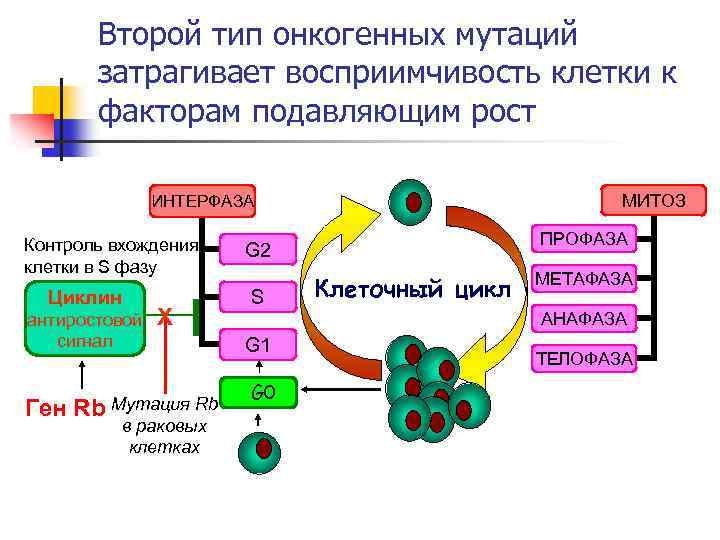 Второй тип онкогенных мутаций затрагивает восприимчивость клетки к факторам подавляющим рост МИТОЗ ИНТЕРФАЗА Контроль