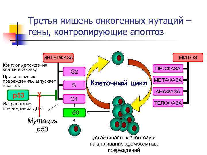 Третья мишень онкогенных мутаций – гены, контролирующие апоптоз МИТОЗ ИНТЕРФАЗА Контроль вхождения клетки в