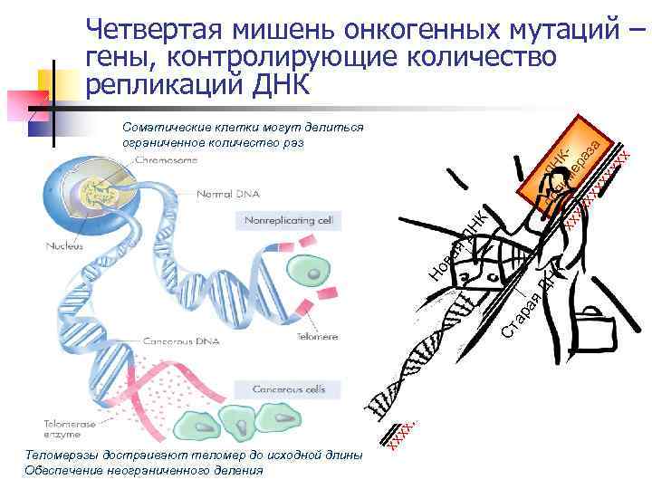 Теломеразы достраивают теломер до исходной длины Обеспечение неограниченного деления хх хх хх х х
