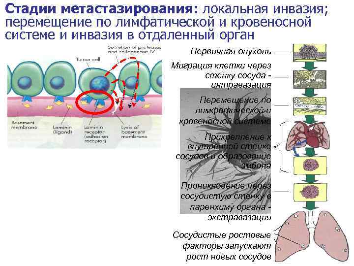 Инвазия лейкоцитами сосудистой стенки механизмы инвазии