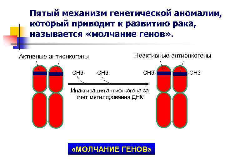Пятый механизм генетической аномалии, который приводит к развитию рака, называется «молчание генов» . Неактивные
