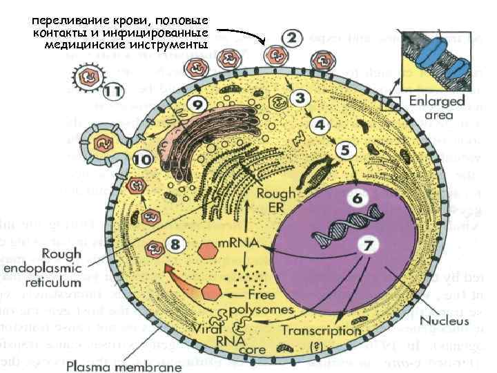 Шестой механизм, который провоцирует развитие опухоли – это вставка вирусного генетического материала в геном