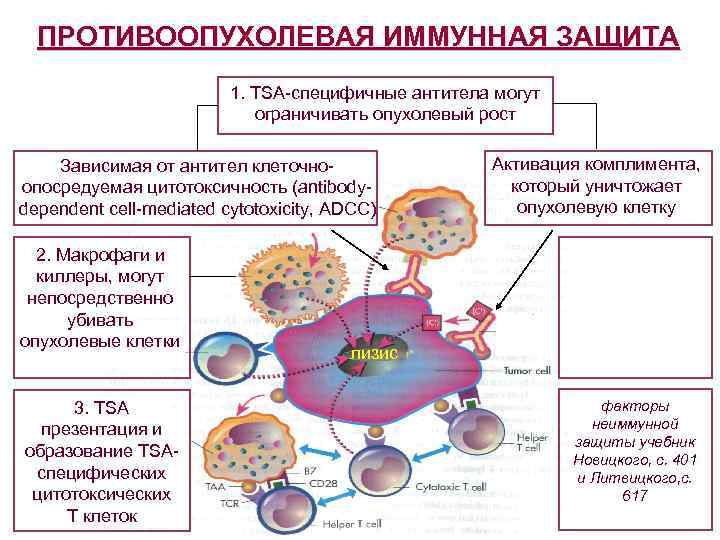 ПРОТИВООПУХОЛЕВАЯ ИММУННАЯ ЗАЩИТА 1. TSA-специфичные антитела могут ограничивать опухолевый рост Зависимая от антител клеточноопосредуемая