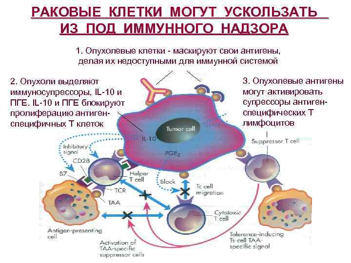 РАКОВЫЕ КЛЕТКИ МОГУТ УСКОЛЬЗАТЬ ИЗ ПОД ИММУННОГО НАДЗОРА 1. Опухолевые клетки - маскируют свои