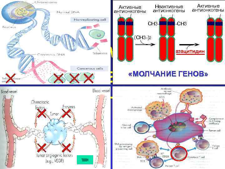 Неактивные антионкогены Активные антионкогены СН 3 - Активные антионкогены -СН 3 (СН 3 -)2