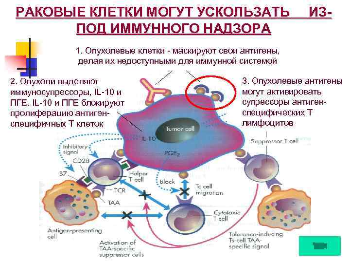 РАКОВЫЕ КЛЕТКИ МОГУТ УСКОЛЬЗАТЬ ПОД ИММУННОГО НАДЗОРА ИЗ- 1. Опухолевые клетки - маскируют свои