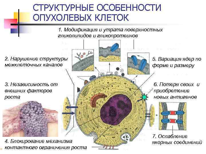 СТРУКТУРНЫЕ ОСОБЕННОСТИ ОПУХОЛЕВЫХ КЛЕТОК 1. Модификация и утрата поверхностных гликолипидов и гликопротеинов 2. Нарушение