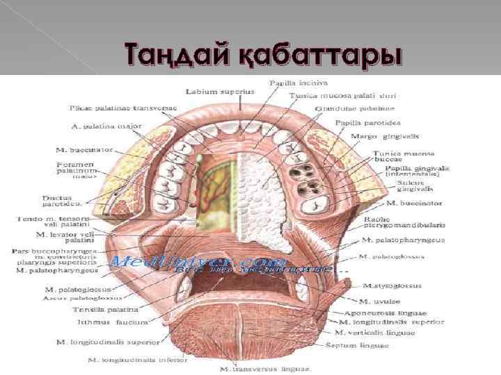Таңдай қабаттары 