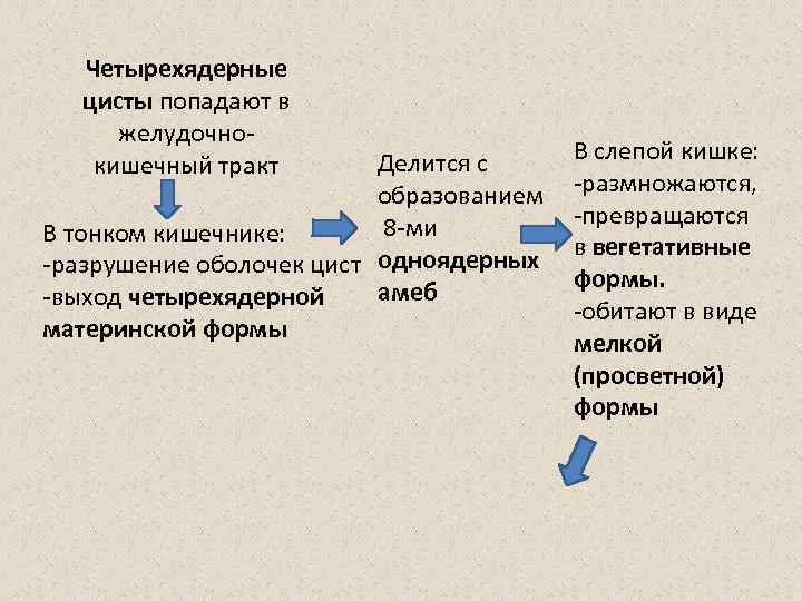 Четырехядерные цисты попадают в желудочнокишечный тракт Делится с образованием 8 -ми В тонком кишечнике: