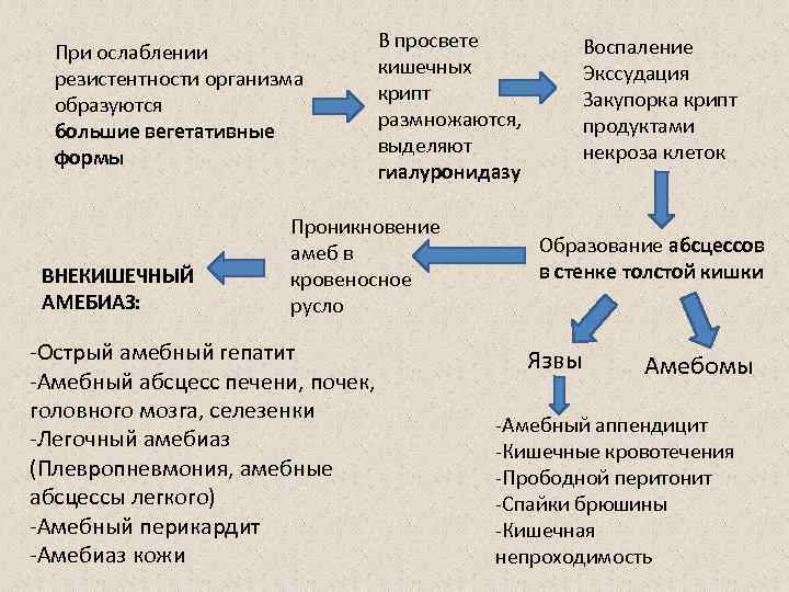 При ослаблении резистентности организма образуются большие вегетативные формы ВНЕКИШЕЧНЫЙ АМЕБИАЗ: В просвете кишечных крипт