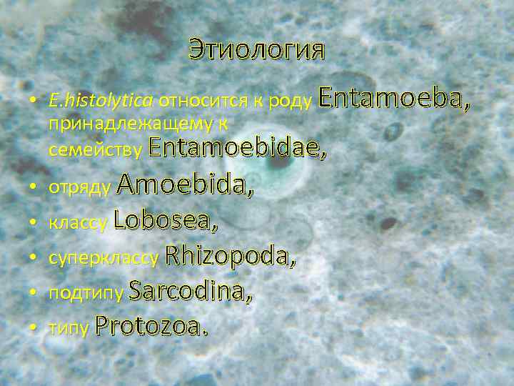  • Этиология Е. histolytica относится к роду Entamoeba, принадлежащему к семейству Entamoebidae, •
