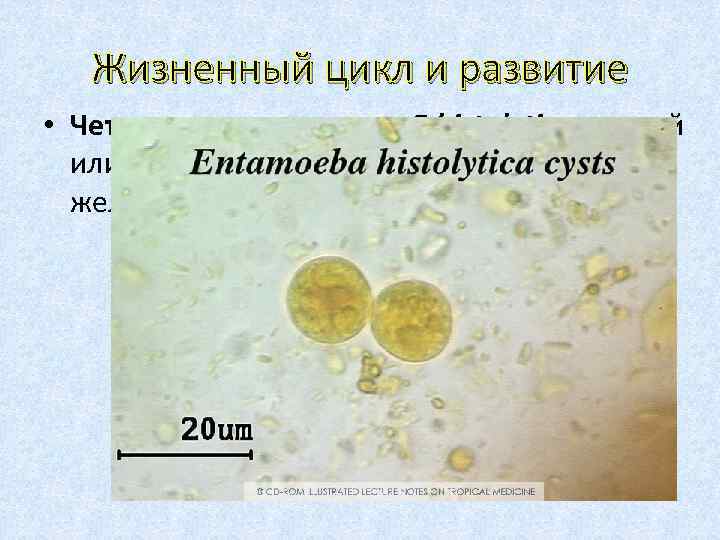 Жизненный цикл и развитие • Четырехядерные цисты Е. histolytica с водой или с пищевыми