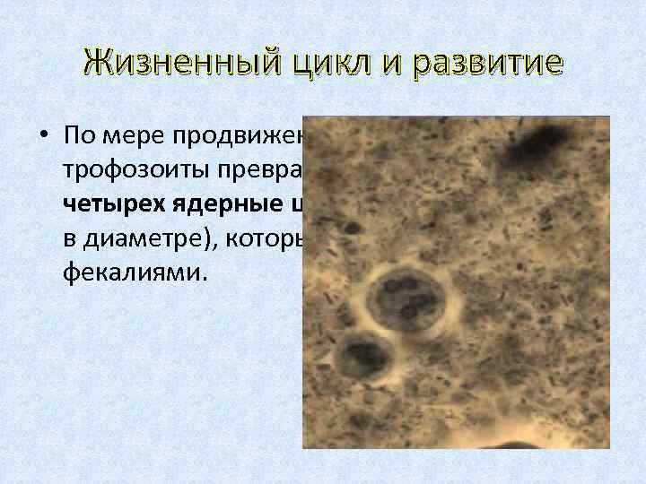 Жизненный цикл и развитие • По мере продвижения по кишечнику трофозоиты превращаются в одно/четырех