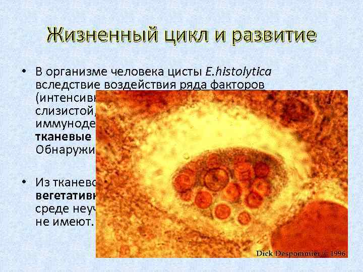 Жизненный цикл и развитие • В организме человека цисты Е. histolytica вследствие воздействия ряда