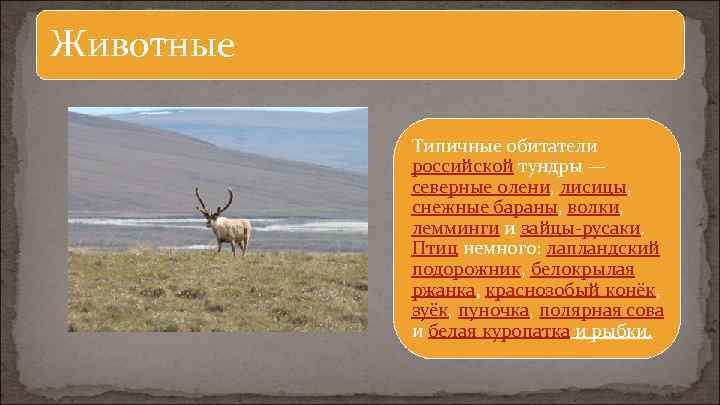 Животные Типичные обитатели российской тундры — северные олени, лисицы, снежные бараны, волки, лемминги и