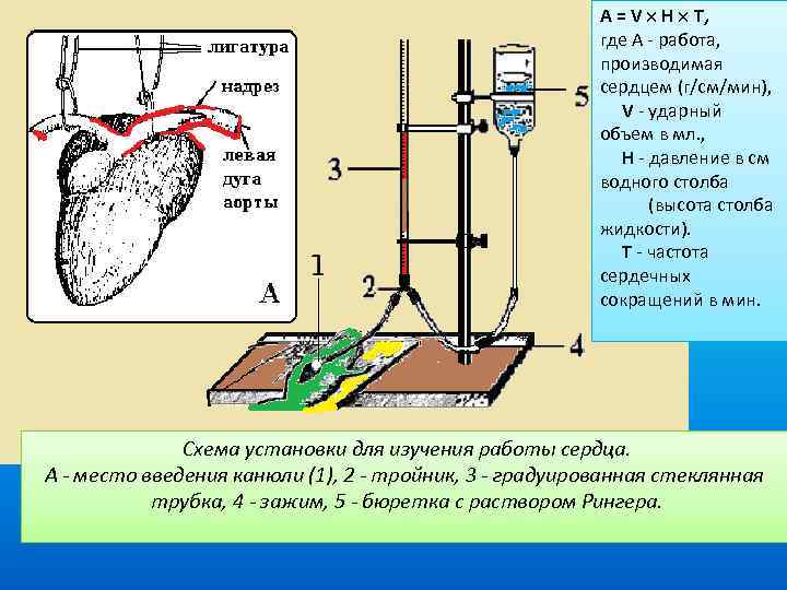 А = V Н Т, где A - работа, производимая сердцем (г/см/мин), V -