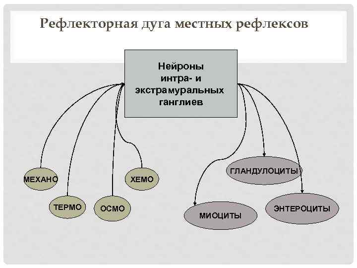 Рефлекторная дуга местных рефлексов Нейроны интра- и экстрамуральных ганглиев МЕХАНО ТЕРМО ХЕМО ОСМО ГЛАНДУЛОЦИТЫ