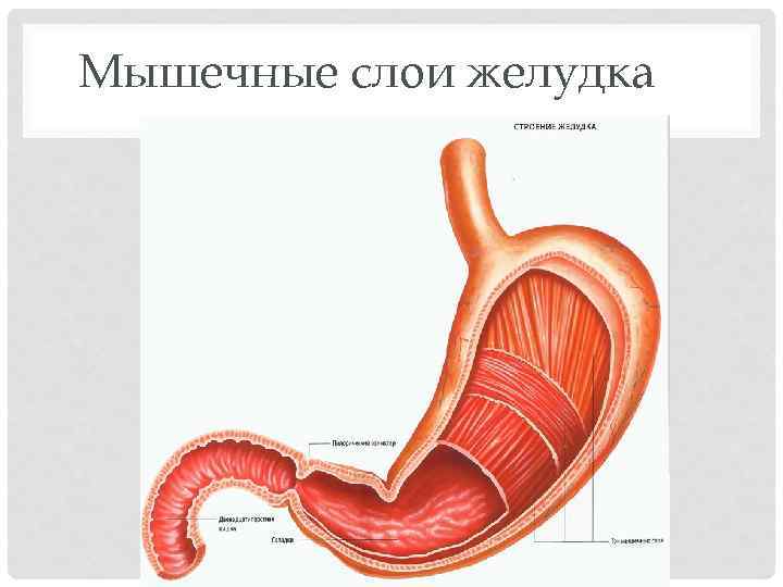 Мышечные слои желудка 