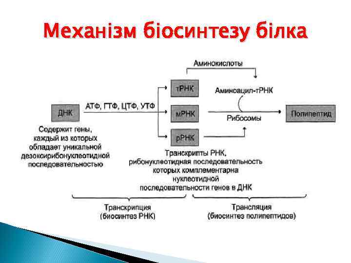 Механізм біосинтезу білка 