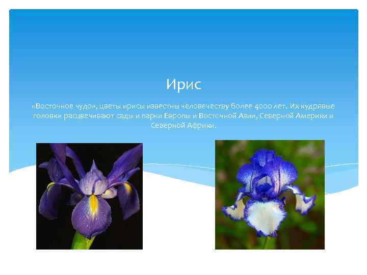 Ирис «Восточное чудо» , цветы ирисы известны человечеству более 4000 лет. Их кудрявые головки