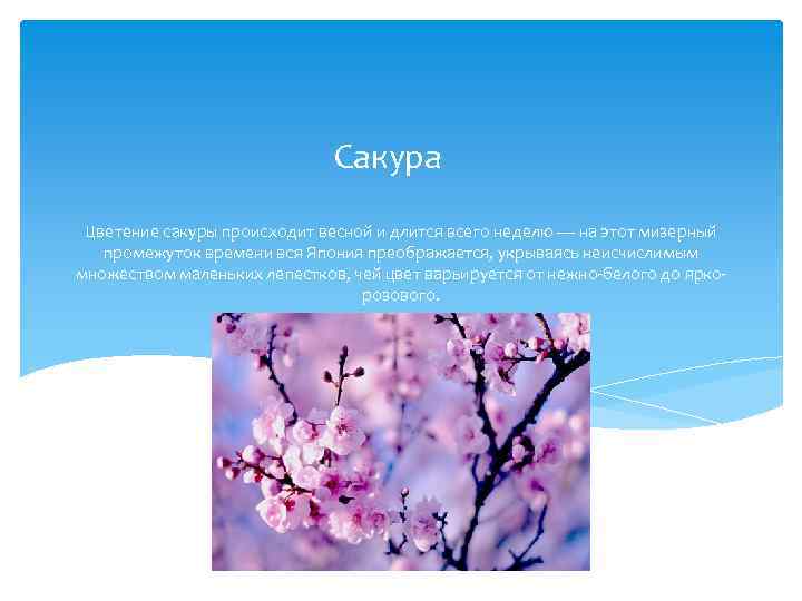 Сакура Цветение сакуры происходит весной и длится всего неделю — на этот мизерный промежуток