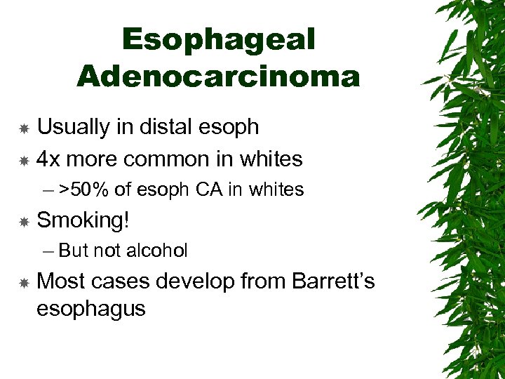 Esophageal Adenocarcinoma Usually in distal esoph 4 x more common in whites – >50%