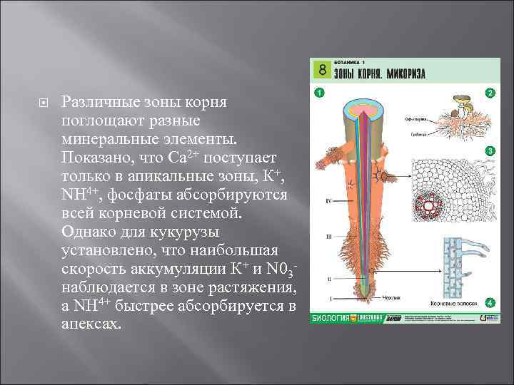  Различные зоны корня поглощают разные минеральные элементы. Показано, что Са 2+ поступает только