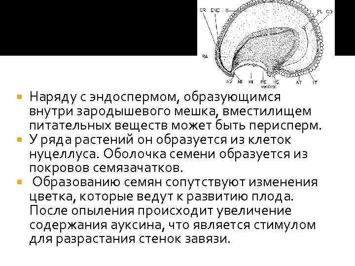 Наряду с эндоспермом, образующимся внутри зародышевого мешка, вместилищем питательных веществ может быть перисперм. У