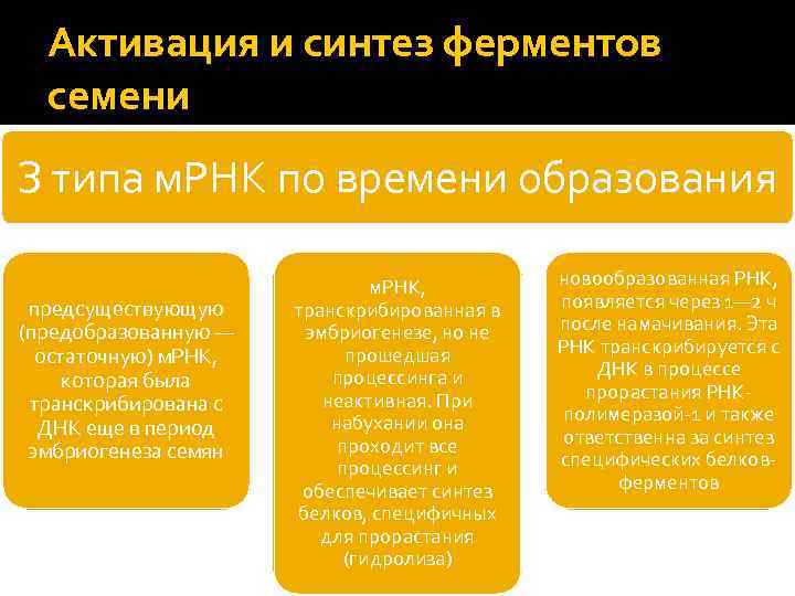 Активация и синтез ферментов семени З типа м. РНК по времени образования предсуществующую (предобразованную