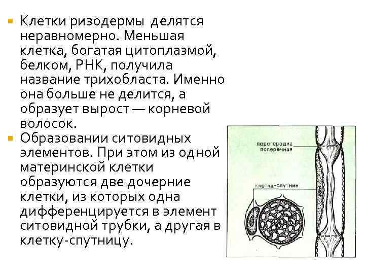 Клетки ризодермы делятся неравномерно. Меньшая клетка, богатая цитоплазмой, белком, РНК, получила название трихобласта. Именно