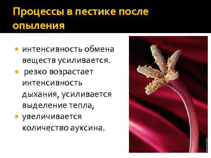 Процессы в пестике после опыления интенсивность обмена веществ усиливается. резко возрастает интенсивность дыхания, усиливается