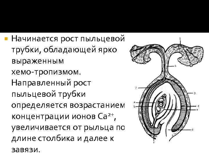  Начинается рост пыльцевой трубки, обладающей ярко выраженным хемо тропизмом. Направленный рост пыльцевой трубки