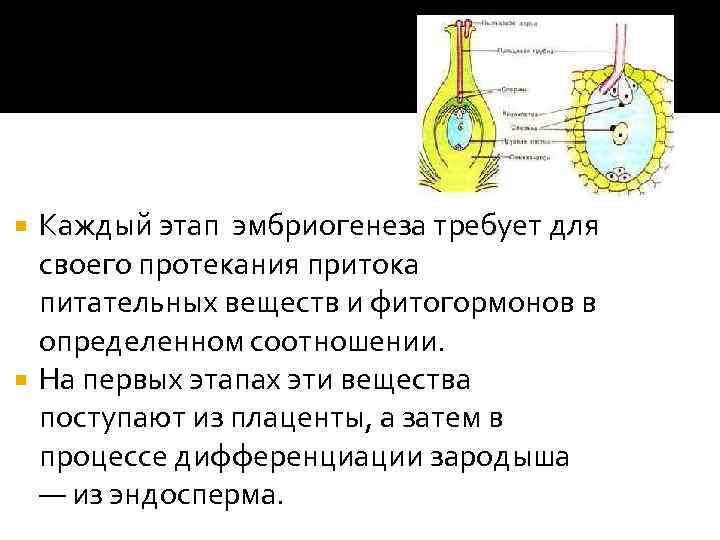 Каждый этап эмбриогенеза требует для своего протекания притока питательных веществ и фитогормонов в определенном