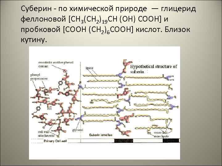 Химическая природа клетки