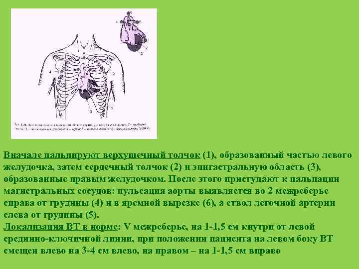 Вначале пальпируют верхушечный толчок (1), образованный частью левого желудочка, затем сердечный толчок (2) и