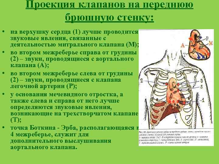 Проекция клапанов на переднюю брюшную стенку: • на верхушку сердца (1) лучше проводится звуковые