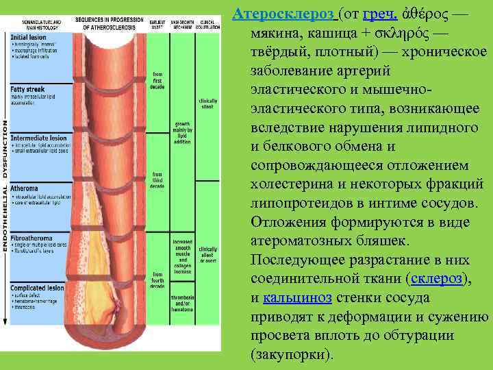 Атеросклероз (от греч. ἀθέρος — мякина, кашица + σκληρός — твёрдый, плотный) — хроническое