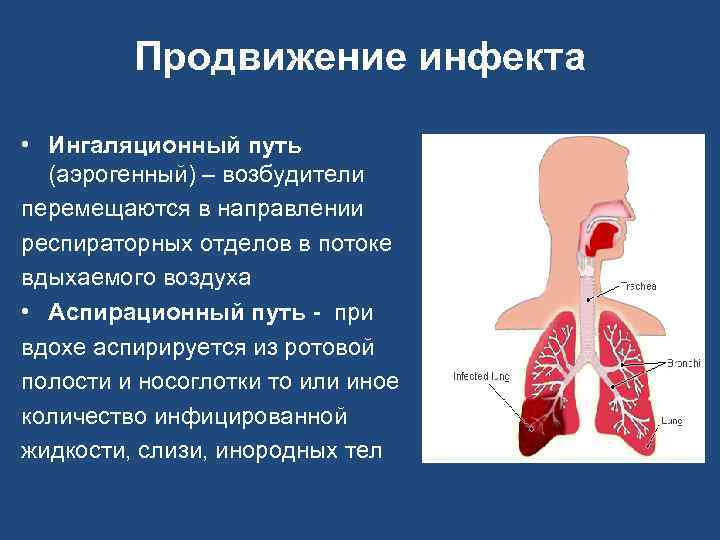 Продвижение инфекта • Ингаляционный путь (аэрогенный) – возбудители перемещаются в направлении респираторных отделов в