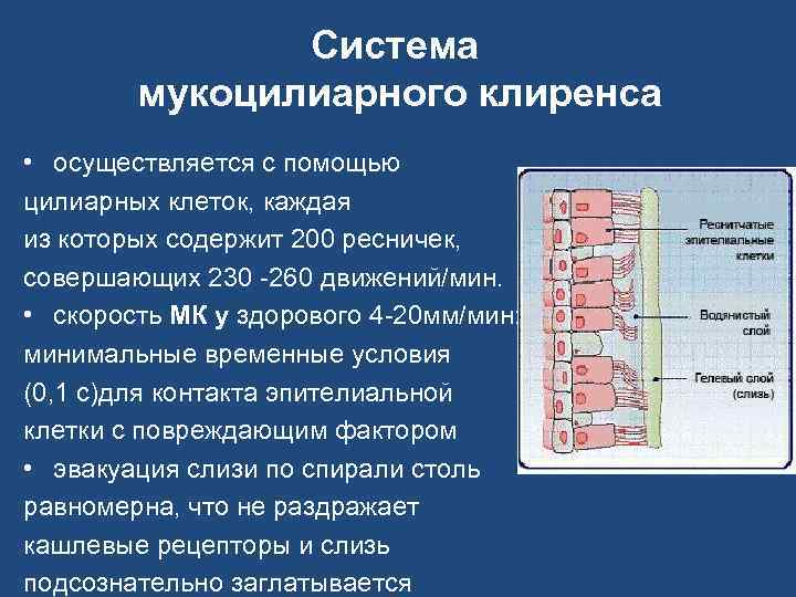 Система мукоцилиарного клиренса • осуществляется с помощью цилиарных клеток, каждая из которых содержит 200