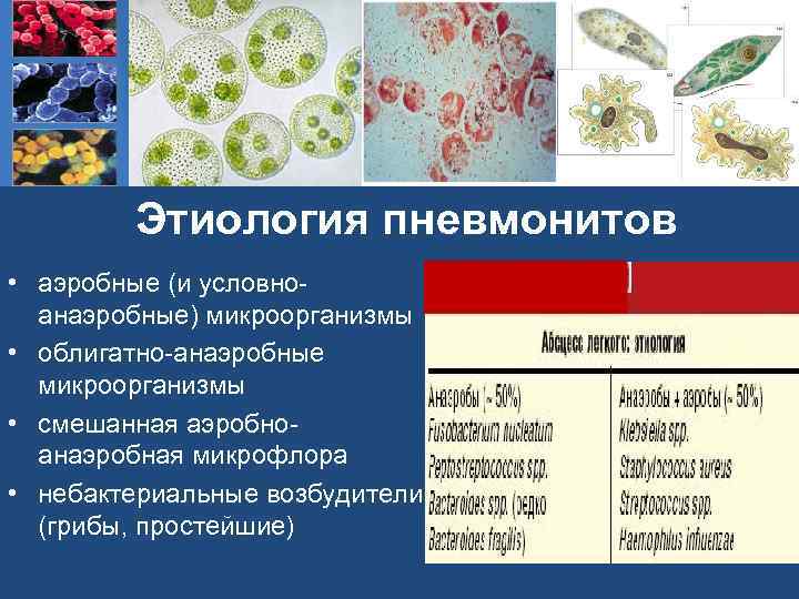 Этиология пневмонитов • аэробные (и условноанаэробные) микроорганизмы • облигатно-анаэробные микроорганизмы • смешанная аэробноанаэробная микрофлора