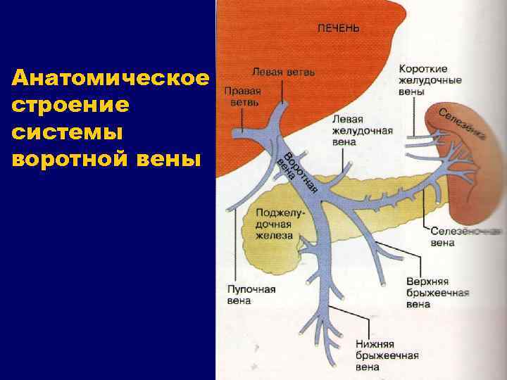 Анатомическое строение системы воротной вены 