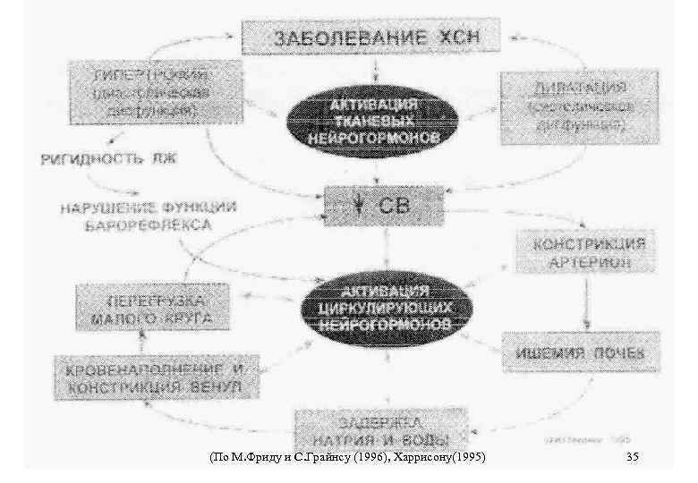 (По М. Фриду и С. Грайнсу (1996), Харрисону(1995) 35 