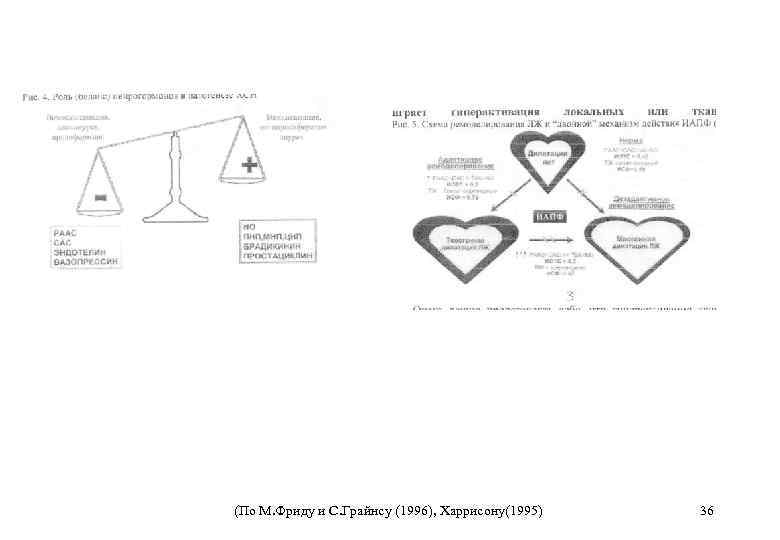 (По М. Фриду и С. Грайнсу (1996), Харрисону(1995) 36 