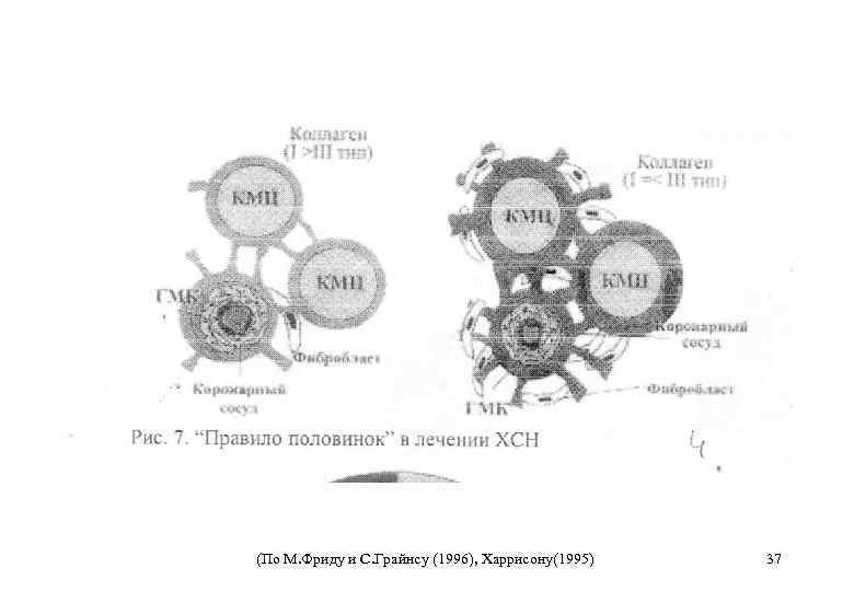 (По М. Фриду и С. Грайнсу (1996), Харрисону(1995) 37 